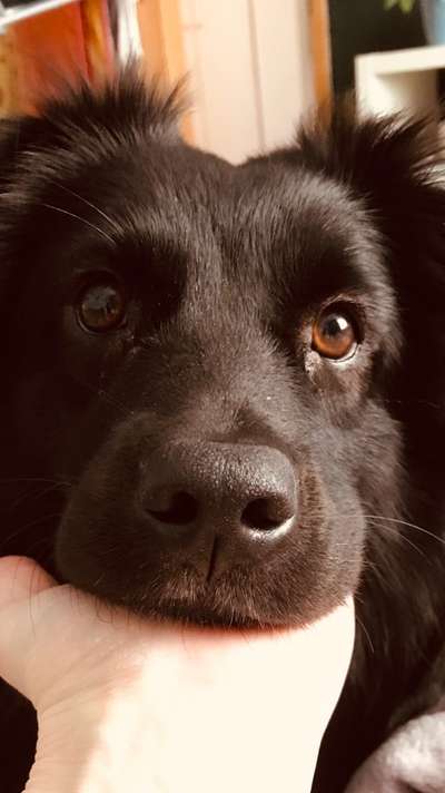 Die Augen Deines Hundes-Beitrag-Bild