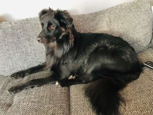 Zeigt her eure Junghunde :)-Beitrag-Bild