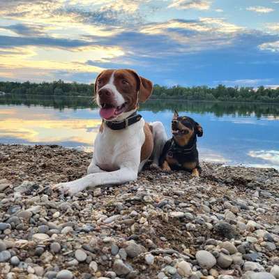 Hundetreffen-Neue Spielfreunde kennenlernen