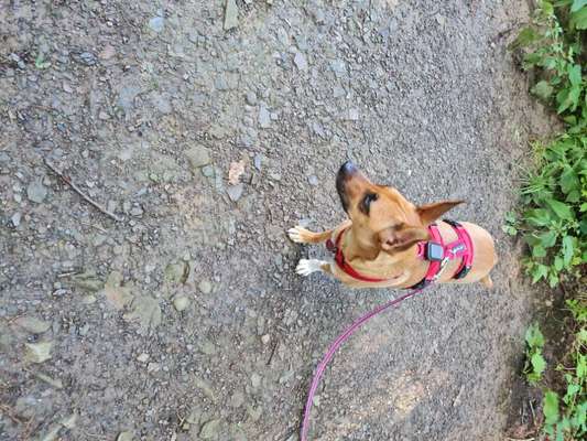 Hundeangriff, groß gegen klein-Beitrag-Bild