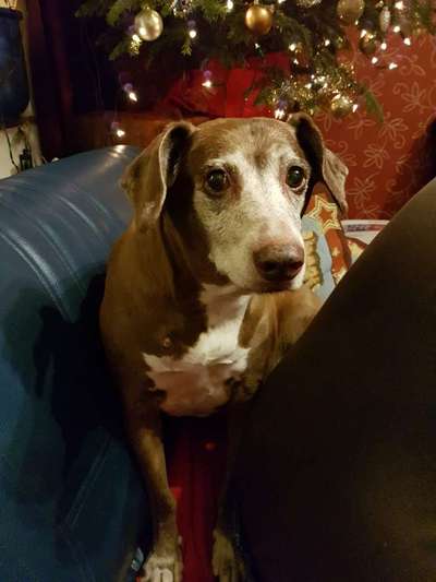 Unsere Fellnasen-Vielfalt im Überblick!-Beitrag-Bild