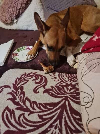 Unsere Fellnasen-Vielfalt im Überblick!-Beitrag-Bild