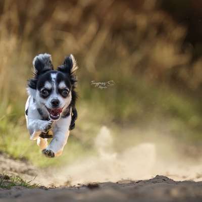 Hundetreffen-Gassirunde-Bild