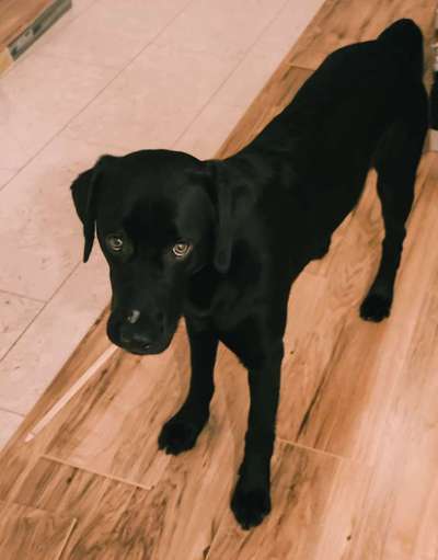 Dogorama Photo Challenge - Hündische Haushaltshilfe-Beitrag-Bild