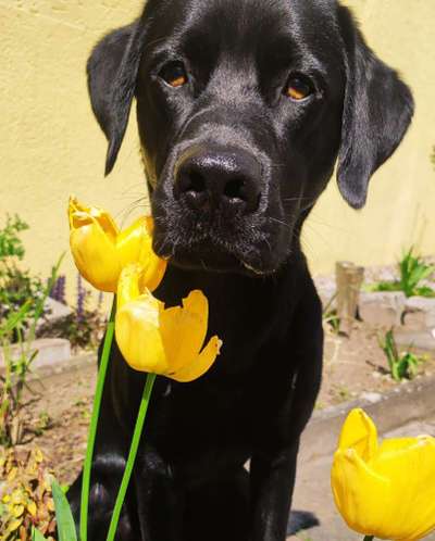 Dogorama Photo Challenge - Frühlingserwachen-Beitrag-Bild