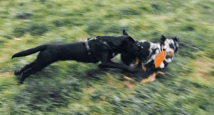 Dogorama Photo Challenge - Hunde in Action-Beitrag-Bild