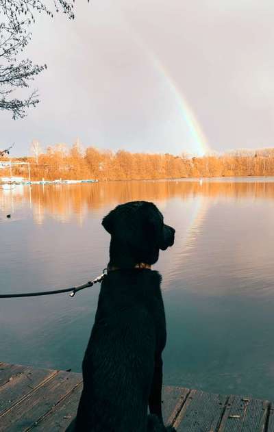 Dogorama Photo Challenge - an der Leine-Beitrag-Bild