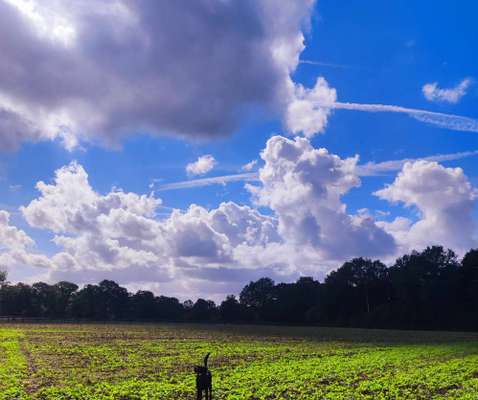 156. Fotochallenge *** DEIN HUND UND DIE WUNDERSCHÖNEN WOLKEN ***-Beitrag-Bild