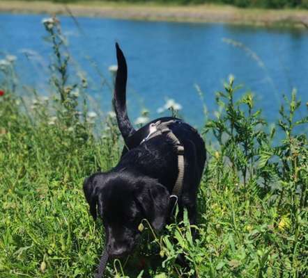 Dogorama Photo Challenge- Der Nase nach-Beitrag-Bild