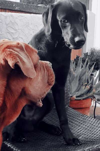 Dogorama Photo Challenge- genervter Blick-Beitrag-Bild