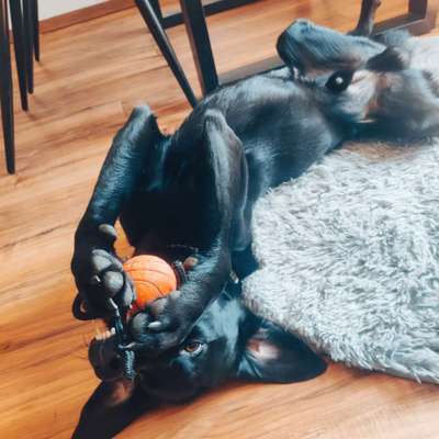 Dogorama Photo Challenge - Zeigt her eure Bäuche-Beitrag-Bild