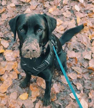 Dogorama Photo Challenge - Portrait-Beitrag-Bild