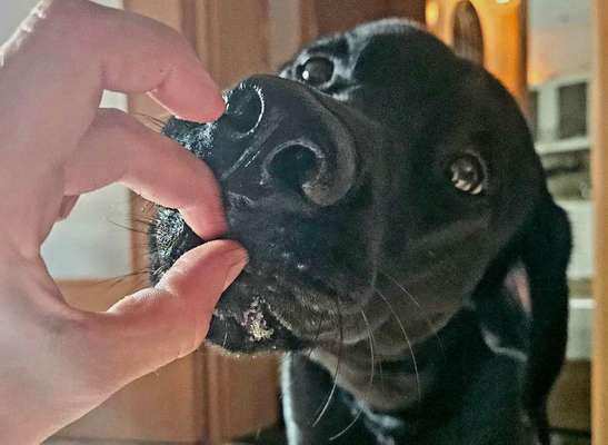 152. Foto Challenge: "Friss mir aus der Hand"-Beitrag-Bild