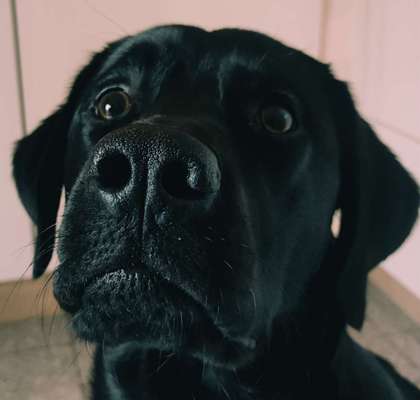 Dogorama Photo Challenge - Details Ganz nah-Beitrag-Bild