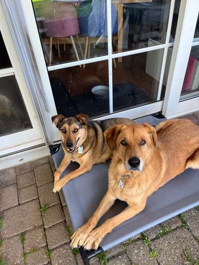 Unsere Fellnasen-Vielfalt im Überblick!-Beitrag-Bild