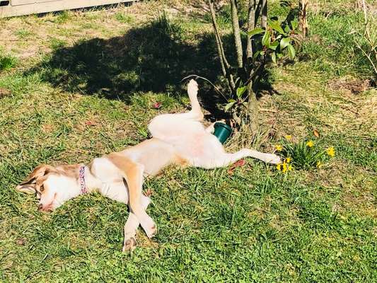 Challenge 23 : "  Euer Hund beim Frühlingserwachen "-Beitrag-Bild