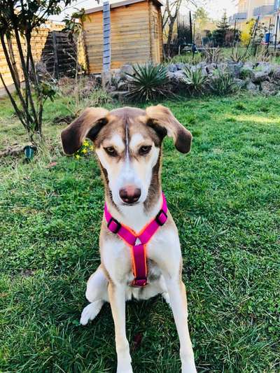 Windhunde - Treffen der besonderen Schönheiten
HERZLICH WILLKOMMEN-Beitrag-Bild