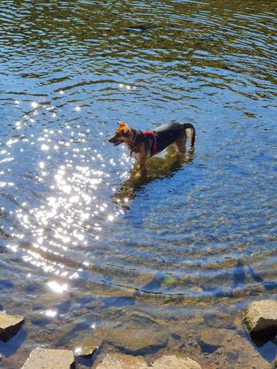 Dogorama-Monats-Challenge-Mai "Wasser"-Beitrag-Bild