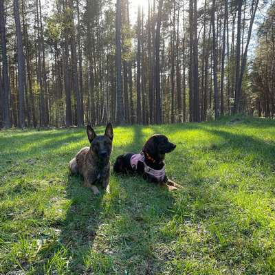 Zeigt eure Malinois!!!-Beitrag-Bild