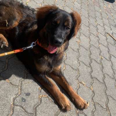 Hundetreffen-Hundetreffen in Rheinsberg-Profilbild