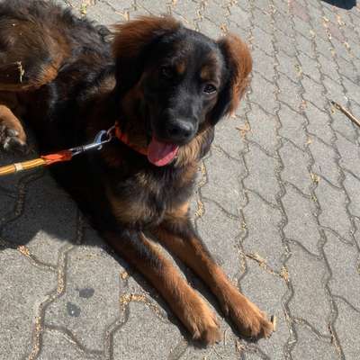 Hundetreffen-Hundetreffen in Rheinsberg