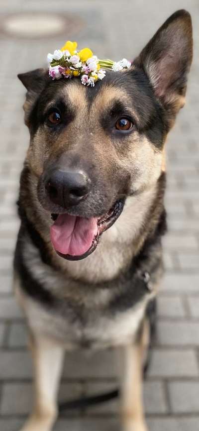 Schäferhund-Beitrag-Bild