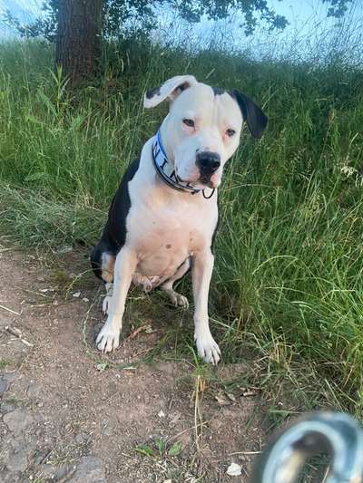 Freunde von 'Kampfhunden'-Beitrag-Bild