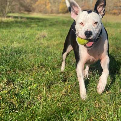 Hundetreffen-Treffen zum spielen und Hundebegnungen trainiere.-Bild