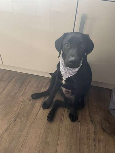 Dogorama Photo Challenge - Portrait-Beitrag-Bild