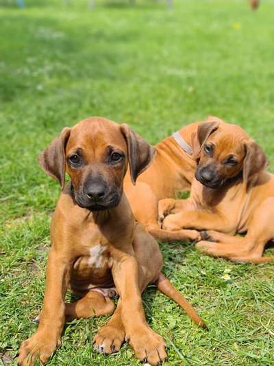 Rhodesian Ridgeback-Beitrag-Bild