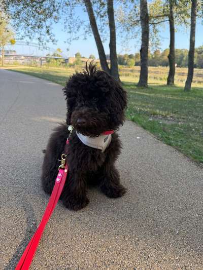 Hundetreffen-Social Walk/Training-Bild