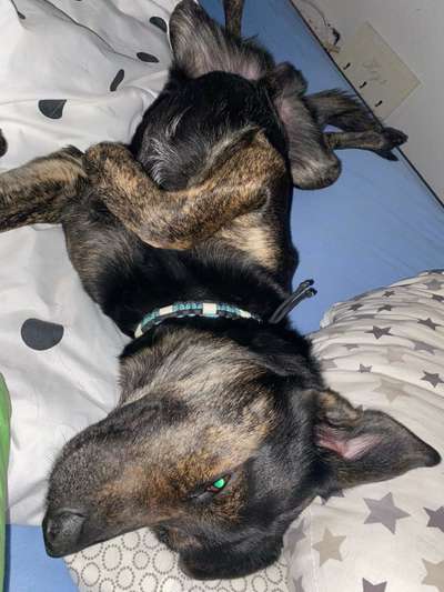 Vollgesaugte tote Zecke-Beitrag-Bild