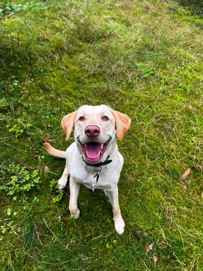 Hundetreffen-Üben, trainieren und spielen 🐶-Bild