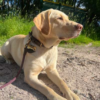 Hundetreffen-Trainingseinheit-Bild