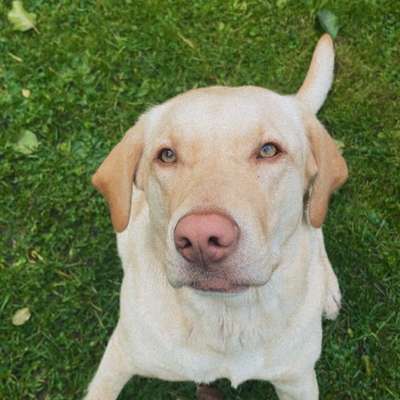 Hundetreffen-Hat jemand Lust zusammen zu spielen? 🐶-Bild