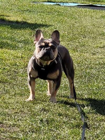 Französische Bulldoggen-Beitrag-Bild