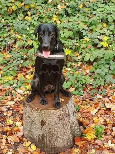 Labradorfans-Beitrag-Bild