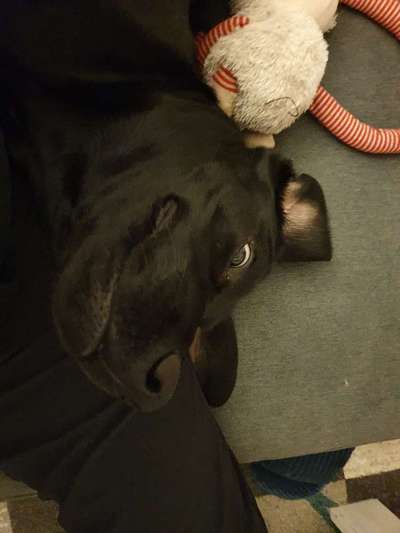 Labradorfans-Beitrag-Bild