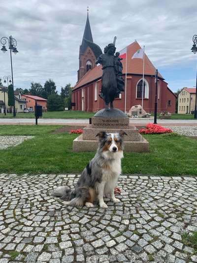 Hundetreffen-Gemeinsame Gassi Runde in Lübben und Umgebung-Bild