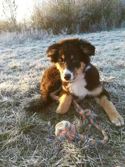 Welpen Bilder !-Beitrag-Bild