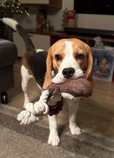 Hundetreffen-Gassi oder Spielpartner/in gesucht-Bild