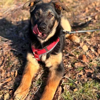 Hundetreffen-Spielen und gassi Runde-Bild