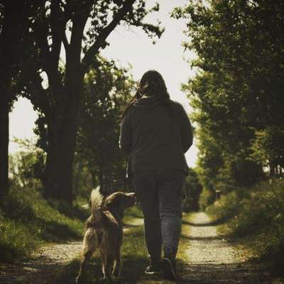 Hundetreffen-Spaziergang in Dresden-Bild