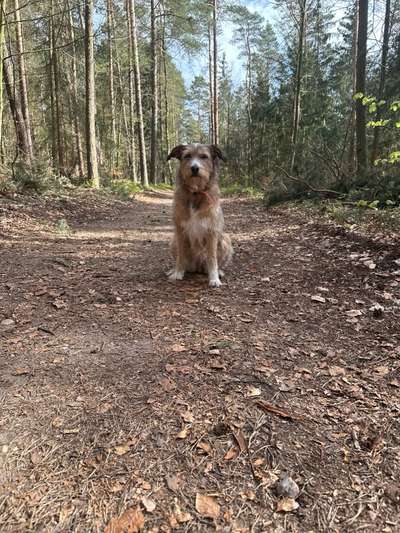 Hundetreffen-Dresden Neustadt bis Pirna-Bild