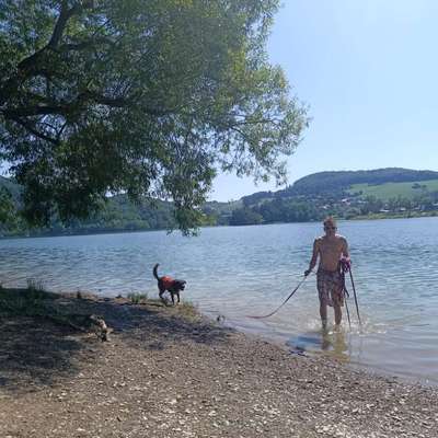 Hundetreffen-Am Diemelsee spielen-Bild