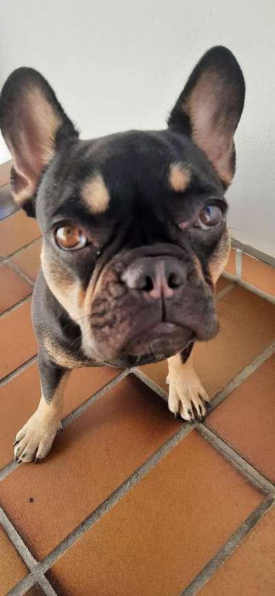 Französische Bulldogge   Rassebeschreibung, Probleme, Kosten, Erfahrungen-Beitrag-Bild