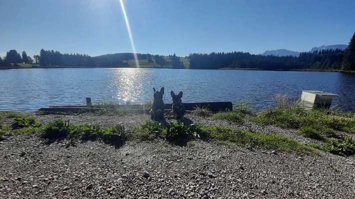 Hundetreffen-Gassirunde Attlesse Kögelweiher-Bild