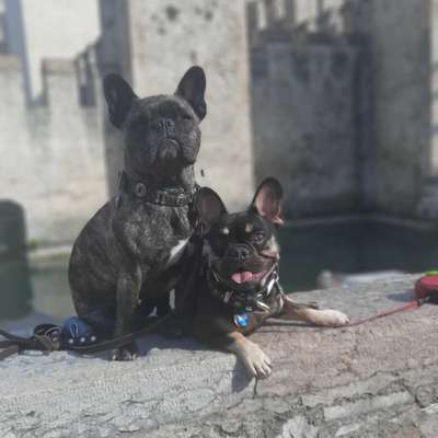 Die Dogorama Kalender Challenge Titelbild-Beitrag-Bild