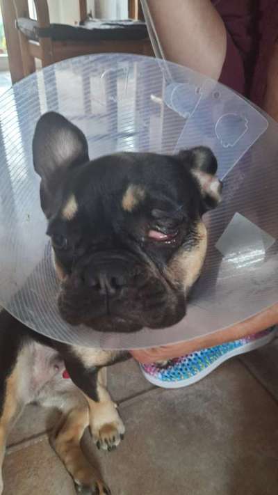 Französische Bulldogge   Rassebeschreibung, Probleme, Kosten, Erfahrungen-Beitrag-Bild