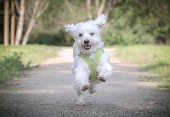 Challenge Nr. 16         Dynamik - Dein Hund in Bewegung-Beitrag-Bild